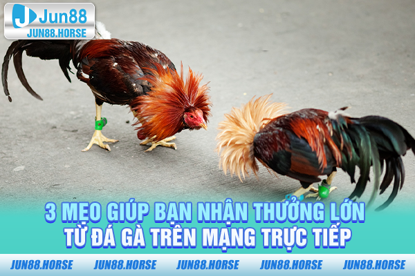 3 mẹo giúp bạn nhận thưởng lớn từ đá gà trên mạng trực tiếp