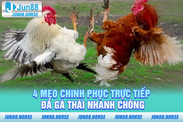 4 mẹo chinh phục trực tiếp đá gà Thái nhanh chóng