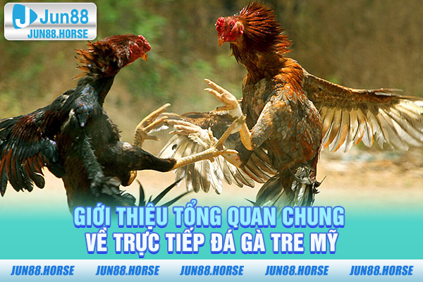 Giới thiệu tổng quan chung về trực tiếp đá gà tre Mỹ