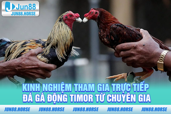 Kinh nghiệm tham gia trực tiếp đá gà động TIMOR từ chuyên gia