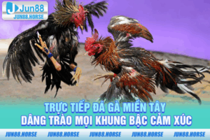 Trực tiếp Đá Gà Miền Tây - Dâng Trào Mọi Khung Bậc Cảm Xúc